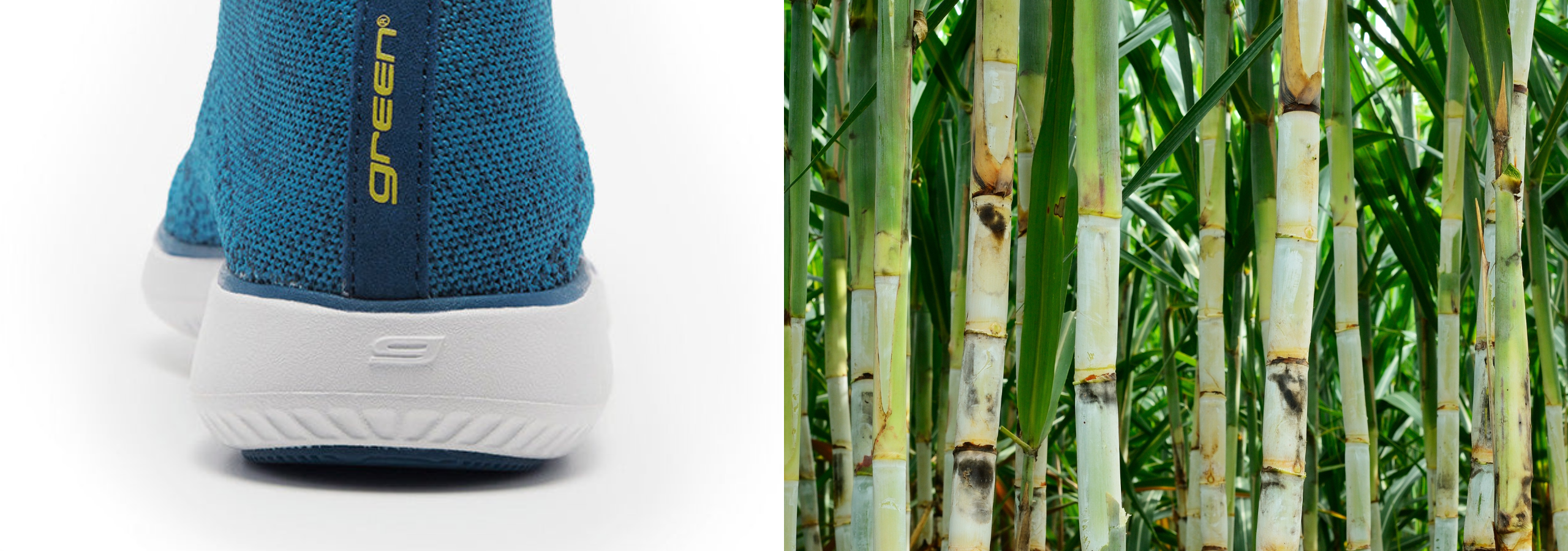 Sustainability - image of greenReActives shoe next to sugar cane